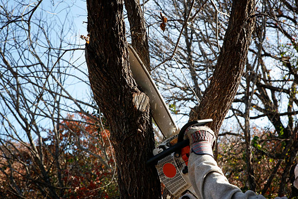 Reliable Dane, WI Tree Services Solutions